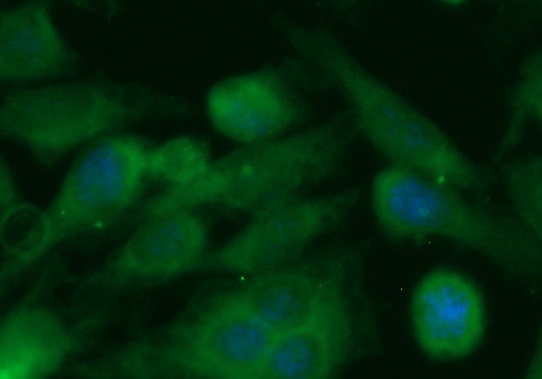 Human 4-1BB Ligand Antibody (FITC Conjugate)