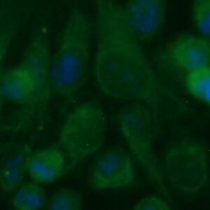 Human Cytohesin-1 Antibody (FITC Conjugate)