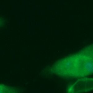 Human DTYMK AssayLite Antibody (FITC Conjugate)