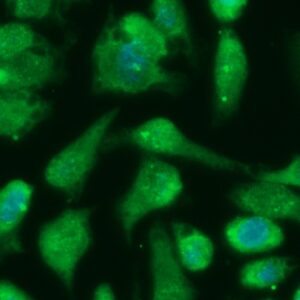 Human GNG11 Antibody (FITC Conjugate)
