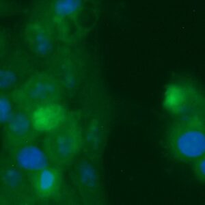 Human ASPRV1 Antibody (FITC Conjugate)