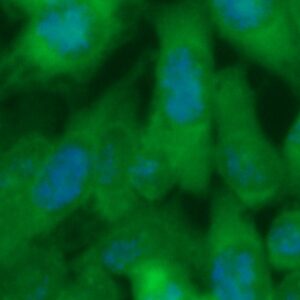 Human ATG4B Antibody (FITC Conjugate)