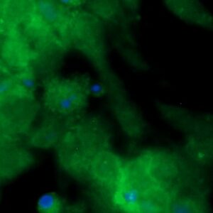 Human Furin Antibody (FITC Conjugate)
