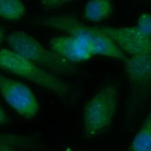 Human BMP-4 Antibody (FITC Conjugate)