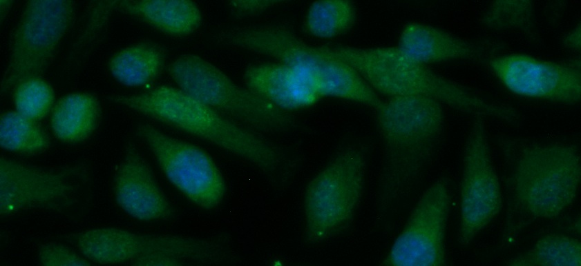 Human BMP-4 Antibody (FITC Conjugate)