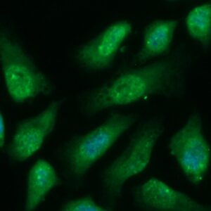 Human GNG12 Antibody (FITC Conjugate)