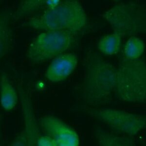 Human CPPED1 Antibody (FITC Conjugate)