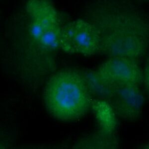 Human EBNA1BP2 Antibody (FITC Conjugate)
