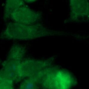 Human FBP2 Antibody (FITC Conjugate)