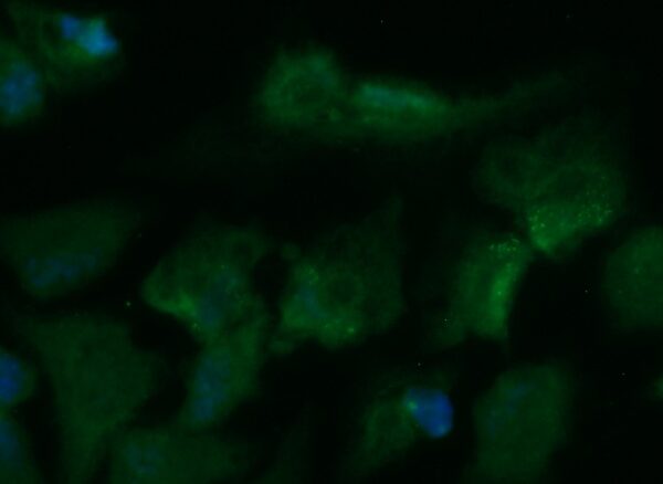 Human 4E-BP1 AssayLite Antibody (FITC Conjugate)