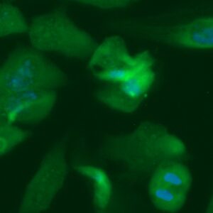 Human Cyclin D2 Antibody (FITC Conjugate)