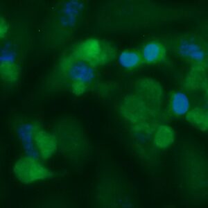 Human BAFF Antibody (FITC Conjugate)