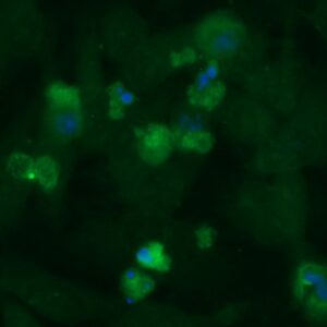 Human CEACAM3 Antibody (FITC Conjugate)