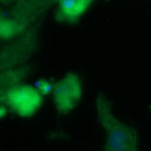 Human FKBP2 Antibody (FITC Conjugate)