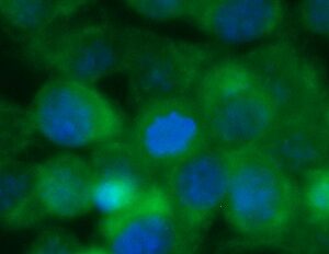 Human alpha A Crystallin Antibody (FITC Conjugate)