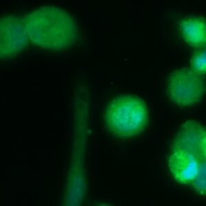 Human Density Regulated Protein Antibody (FITC Conjugate)