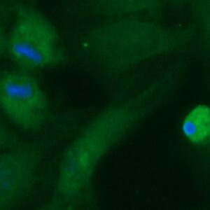 Human BHMT Antibody (FITC Conjugate)