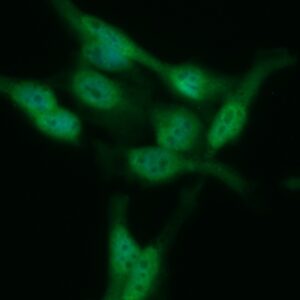 Human CDC37 Antibody (FITC Conjugate)