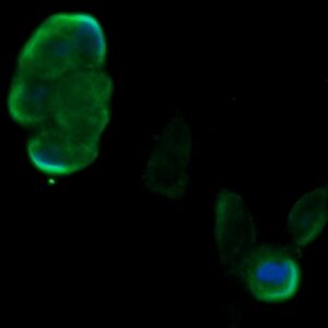 Human Ephrin A1 AssayLite Antibody (FITC Conjugate)