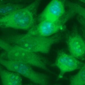 Human ARL11 Antibody (FITC Conjugate)