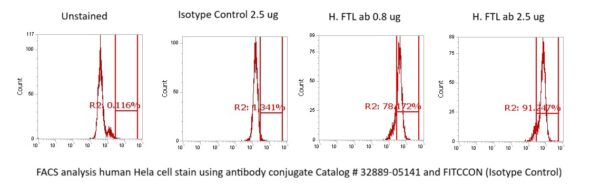 Human Ferritin Light Chain Antibody (FITC Conjugate) - Image 2