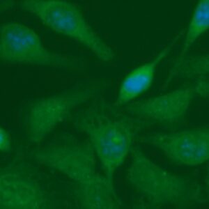 Human CXCL2 Antibody (FITC Conjugate)