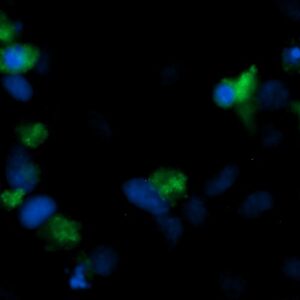 Human FGF1 Antibody (FITC Conjugate)