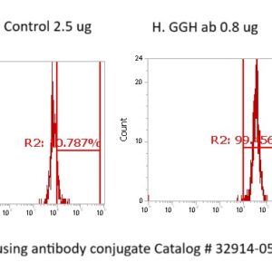 Human Glutamyl hydrolase gamma Antibody (FITC Conjugate)