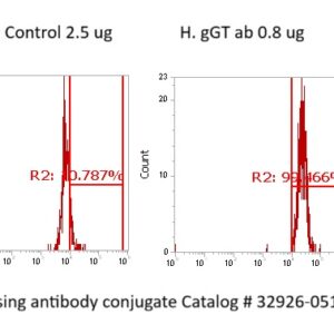 Human GGT1 Antibody (FITC Conjugate)