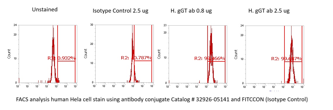 Human GGT1 Antibody (FITC Conjugate)