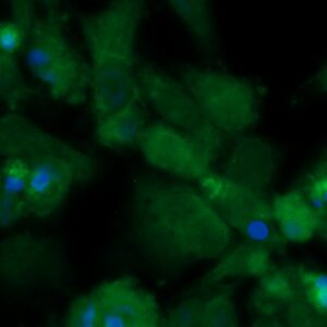 Human FADD Antibody (FITC Conjugate)