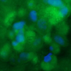 Human p16 ARC Antibody (FITC Conjugate)