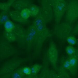 Human Macrophage Inflammatory Protein 3 beta Antibody (FITC Conjugate)