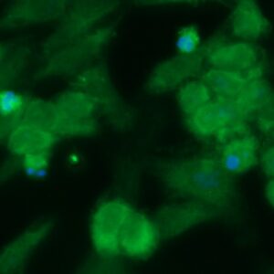 Human FKBP6 Antibody (FITC Conjugate)