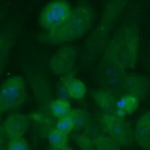 Human beta B1 Crystallin Antibody (FITC Conjugate)