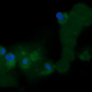 Human Docking Protein 4 (DOK4) AssayLite Antibody (FITC Conjugate)