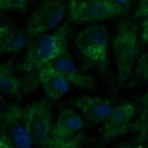 Human AIMP3/p18 AssayLite Antibody (FITC Conjugate)
