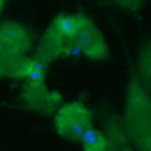 Human FKBP25 Antibody (FITC Conjugate)