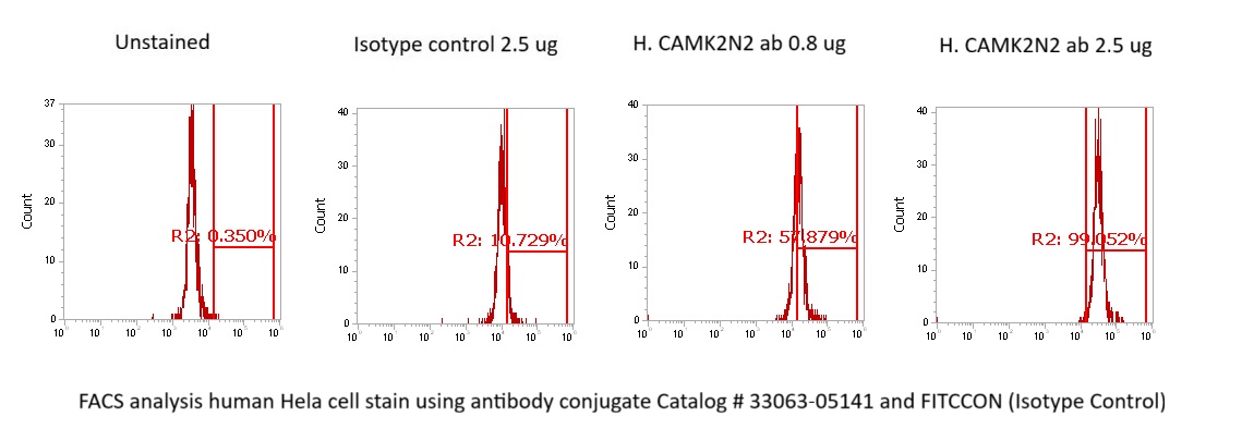 Human CAMK2N2 Antibody (FITC Conjugate) - Image 2
