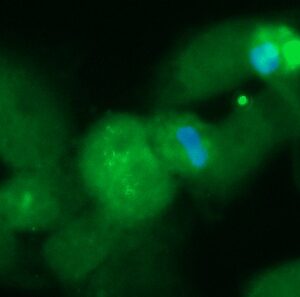 Human DHPS Antibody (FITC Conjugate)