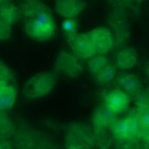 Human FAM107B Antibody (FITC Conjugate)