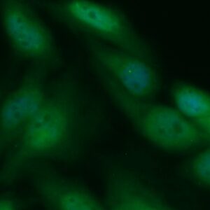 Human CD40L Antibody (FITC Conjugate)