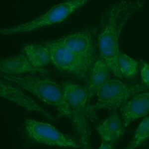 Human T-Cell Antigen CD7 (CD7) Antibody (FITC Conjugate)