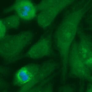 Human BRD1 Antibody (FITC Conjugate)