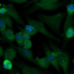 Human CRYZL1 Antibody (FITC Conjugate)