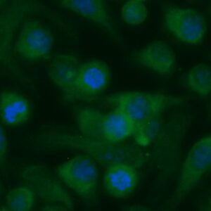 Human CutA Antibody (FITC Conjugate)
