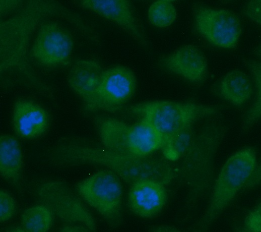 Human CutA Antibody (FITC Conjugate)
