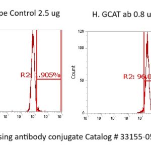 Human Glycine Acetyltransferase (GCAT) Antibody (FITC Conjugate)