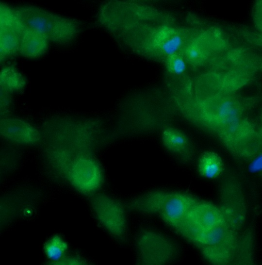 Human Frataxin Antibody (FITC Conjugate)
