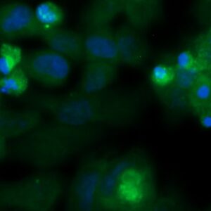 Human EDF1 Antibody (FITC Conjugate)